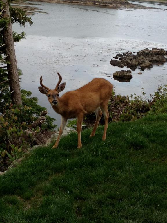 Cygnet Cove Suites Ucluelet Exteriör bild