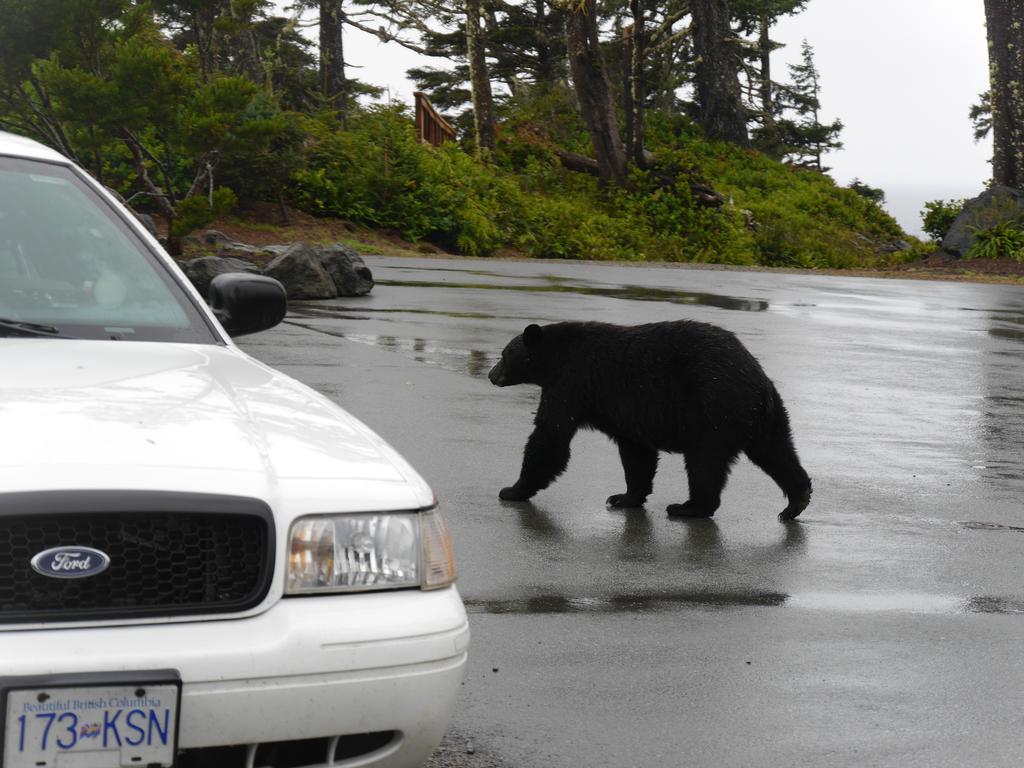 Cygnet Cove Suites Ucluelet Rum bild