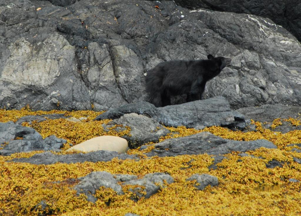 Cygnet Cove Suites Ucluelet Exteriör bild