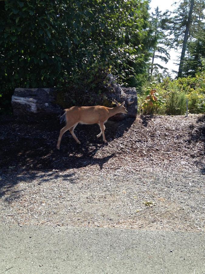 Cygnet Cove Suites Ucluelet Rum bild